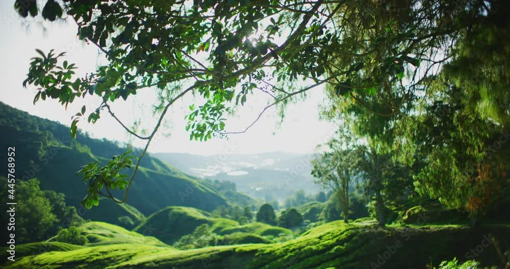 Tea Plantation With Morning Light In The Cameron Highlands, Malaysia Tea Plantation With Morning Light In The Cameron Highlands, Malaysia