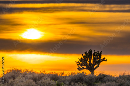 El Mirage Joshua Tree Sunset, California Mountains Snow & Desert 