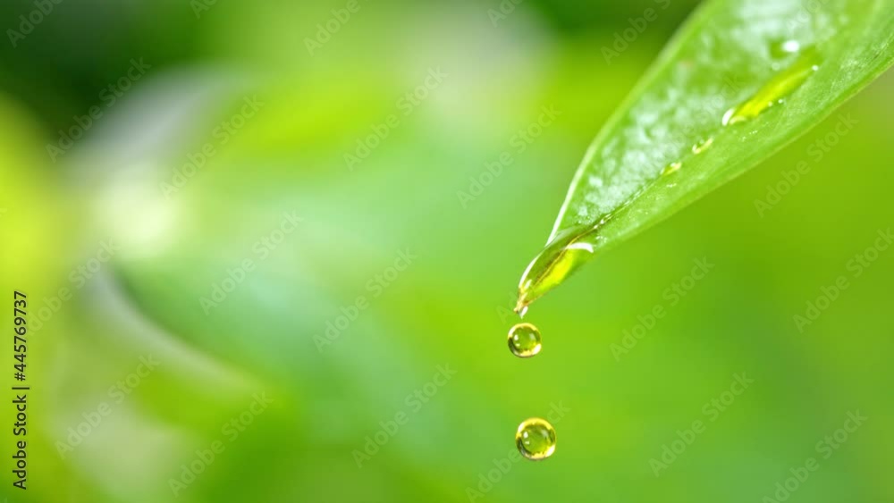 Super Slow Motion Macro Shot of Water Droplet Falling from Fresh Green Leaf at 1000fps. Super Slow Motion Macro Shot of Water Droplet Falling from Fresh Green Leaf at 1000fps.