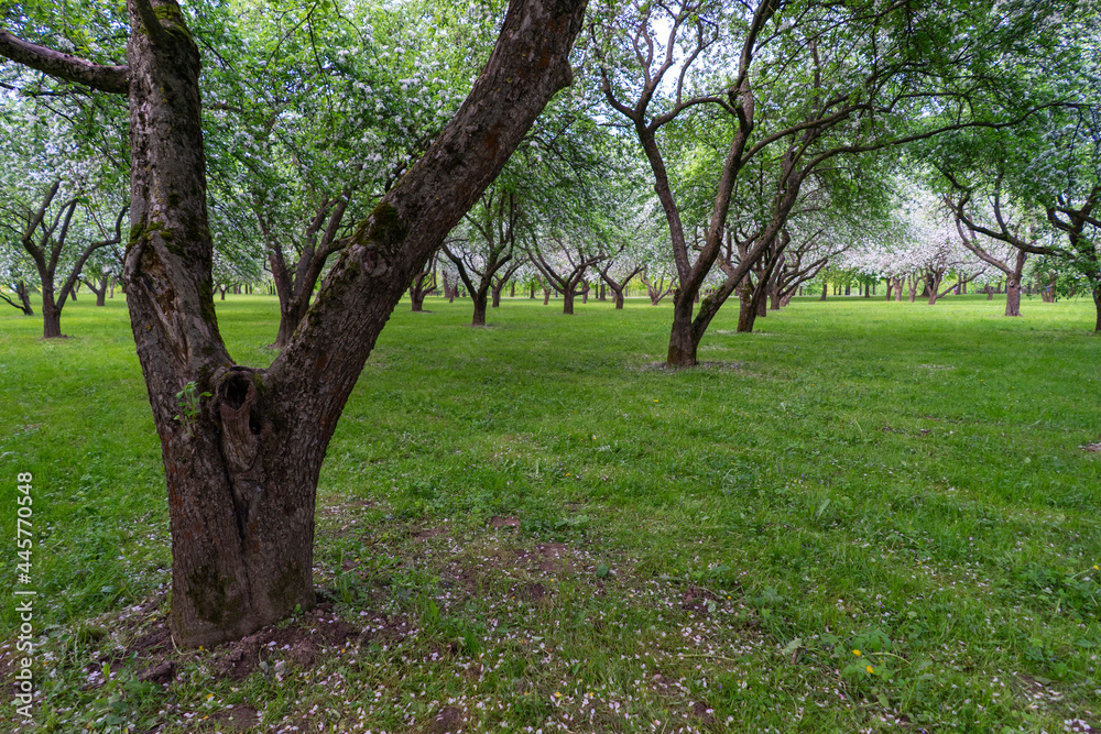 Blooming apple trees in the park of the Loshitsa estate in Minsk Blooming apple trees in the park of the Loshitsa estate in Minsk