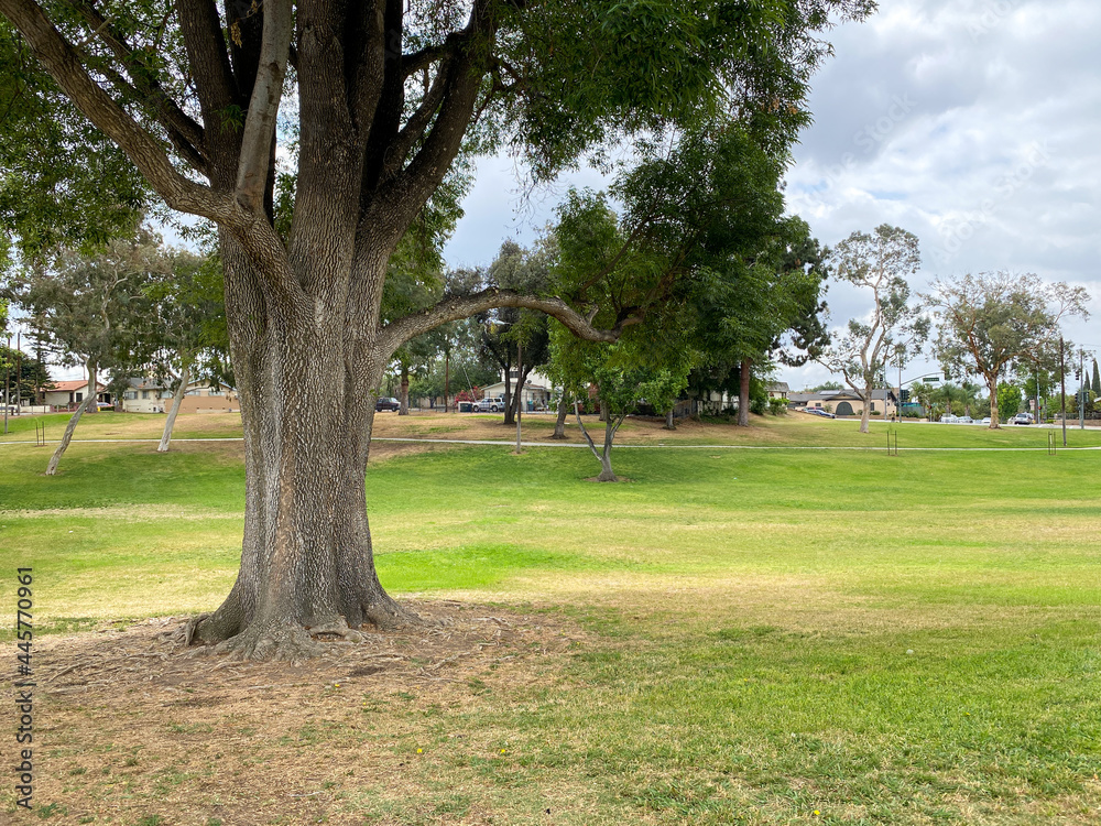 Beautiful park in public park with green grass field, green tree plant and a party cloudy blue sky Beautiful park in public park with green grass field, green tree plant and a party cloudy blue sky