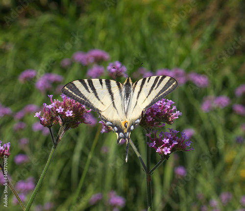 Papilio rutulus, the western tiger swallowtail. Swallowtail butterfly of the Papilionidae family. Butterfly feasting on a purple blossom of milkweeds. photo