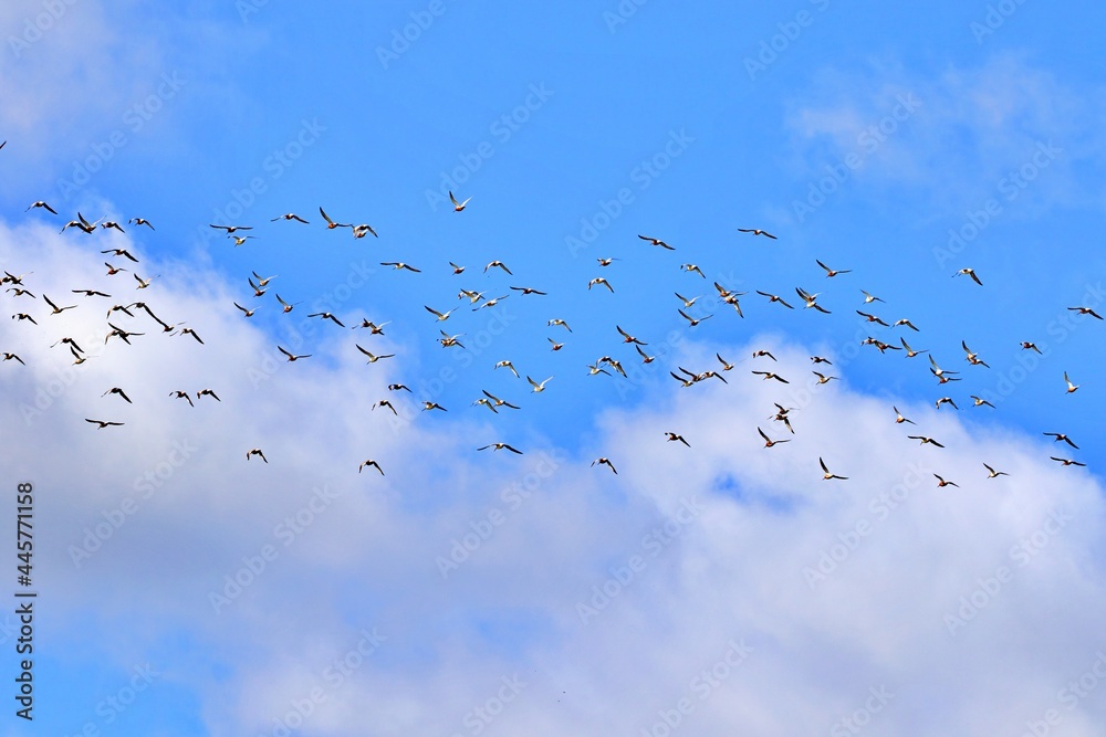 Fototapeta premium Vogelschwarm gegen blauen Himmel