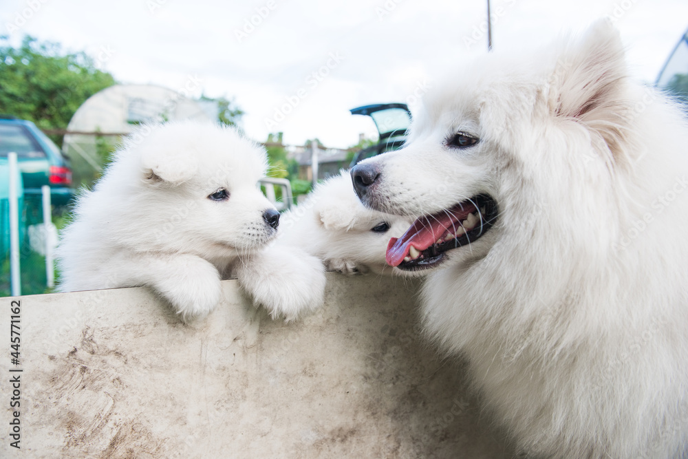 Family of two Samoyed dogs. Samoyed puppy and adult