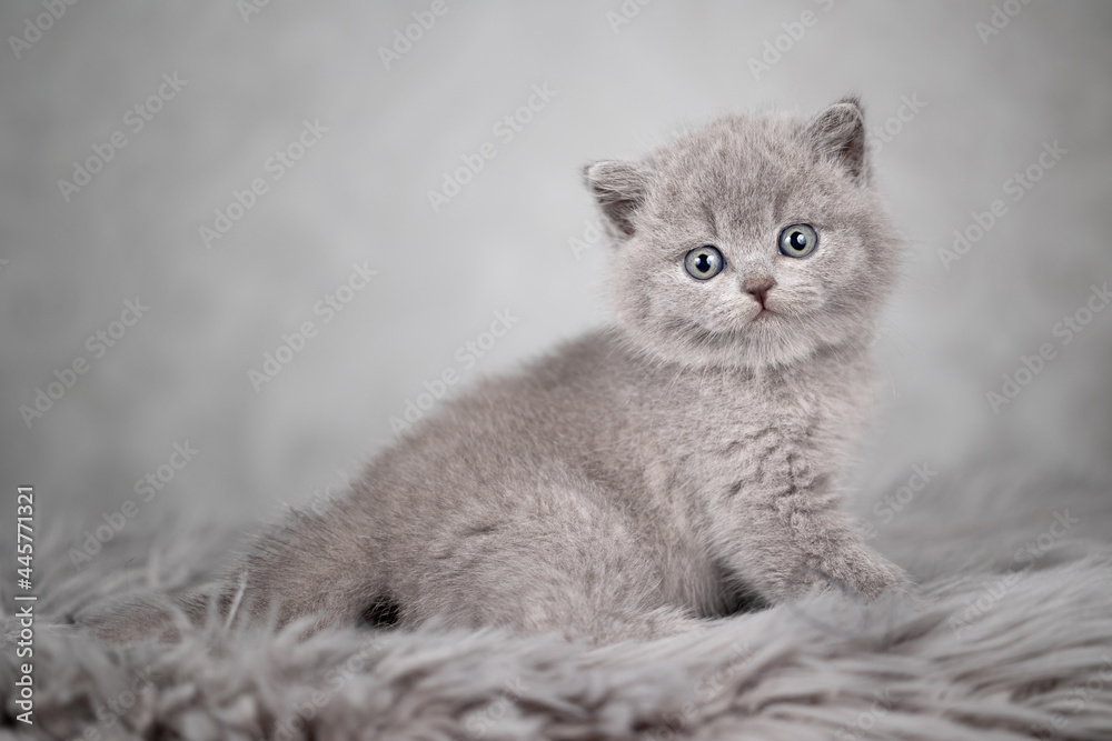 Britisch Kurzhaar Katzen Kitten Katzenbaby