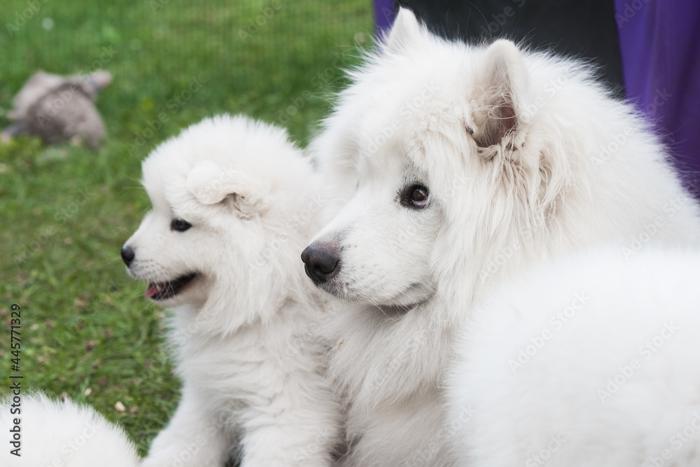 Family of Samoyed dogs. Samoyed puppy and adult