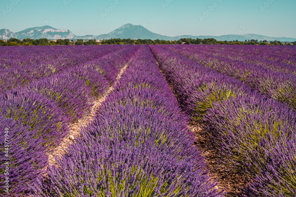 Naklejka premium Lavender fields on a mountain and forest background in Provence, France. Lines of purple flowers bushes. Summer colorful landscape, Europe.