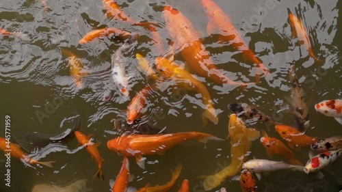 beautiful koi fish swimming in the pond