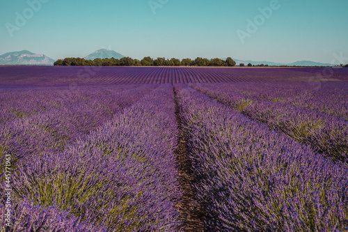 Lavander fields on a mountain and forest background in Provence  France. Lines of purple flowers bushes. Summer colorful landscape  Europe.