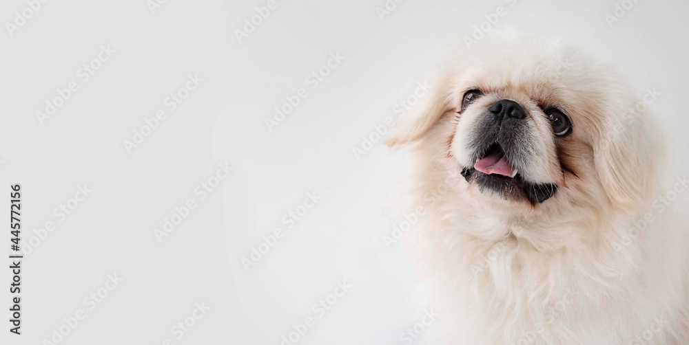 close up of a white dog