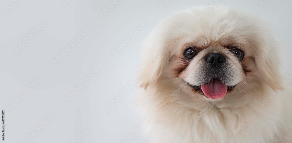 close up portrait of a dog close up portrait of a dog