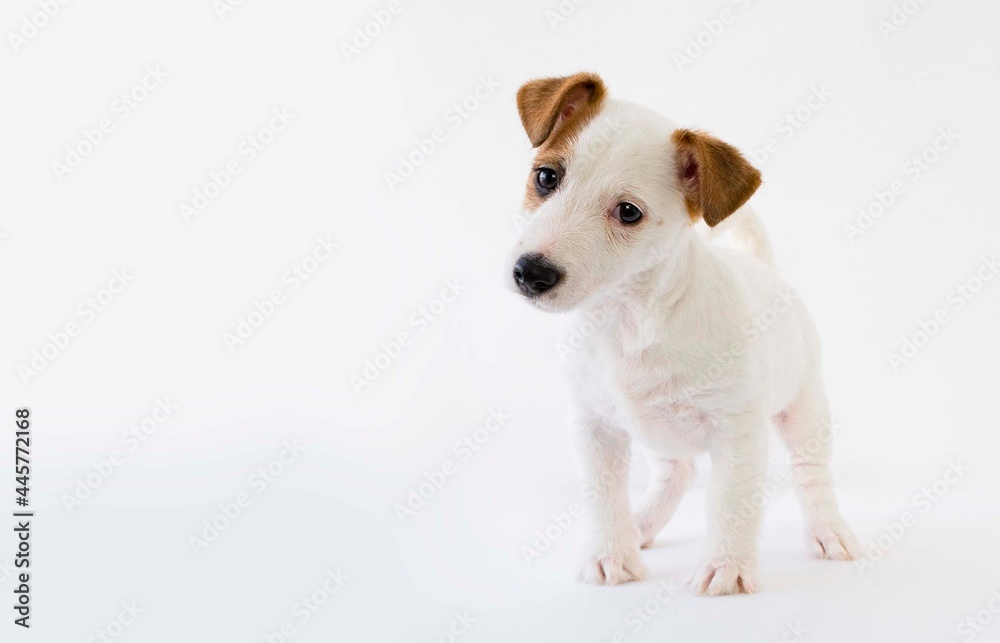 white puppy with a brown ear on a light gray background