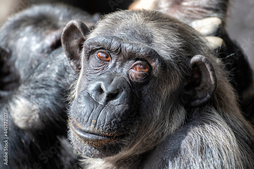 Chimpanzee (Pan troglodytes) old man looking askance in a zoo photo