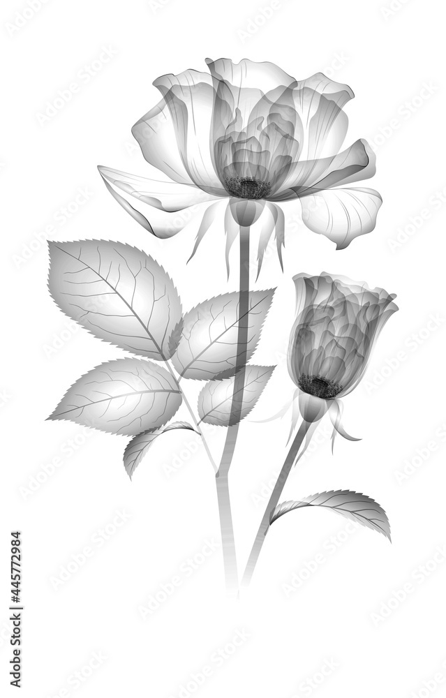 xray image of a flower isolated on white, the Transparent roses 3d illustration. Xray drawing