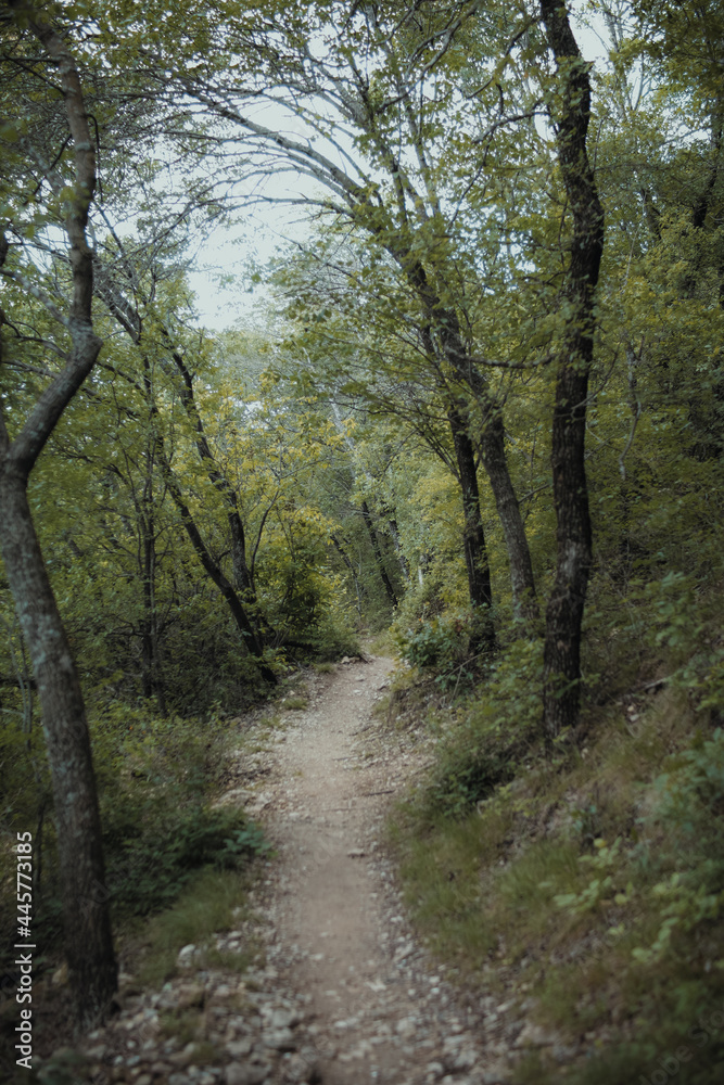 Walking trail in the middle of the forest Walking trail in the middle of the forest
