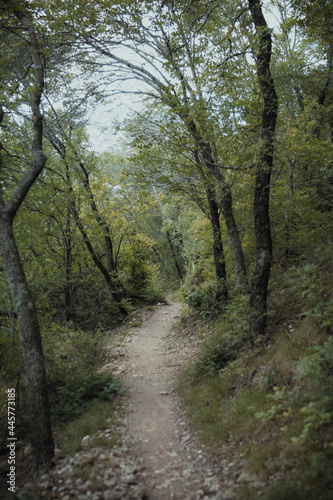 Walking trail in the middle of the forest 