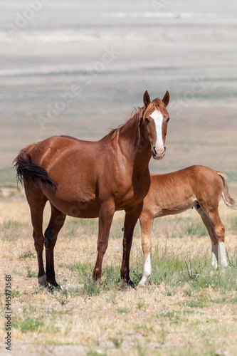 Wild Horse Mare and Foal in Utah
