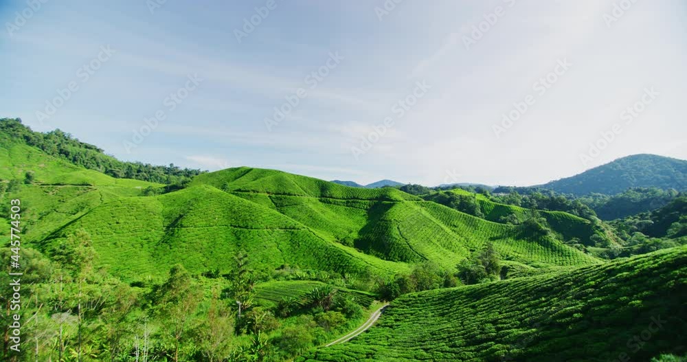 BOH Tea Plantation With Morning Light In The Cameron Highlands, Malaysia BOH Tea Plantation With Morning Light In The Cameron Highlands, Malaysia