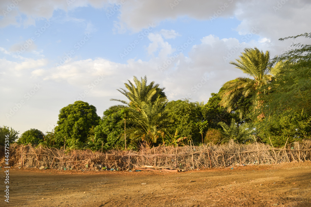 Palm Dates Tree Fruit Garden Landscape, Natural tropical food summer season nutrition Palm Dates Tree Fruit Garden Landscape, Natural tropical food summer season nutrition