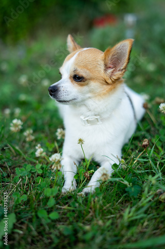 Little Chihuahua on the grass