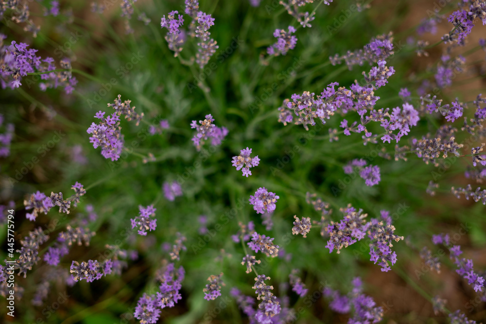 
Lavender bush top view