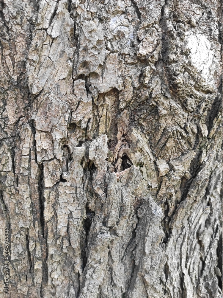 Bark of sapphora tree close up Bark of sapphora tree close up