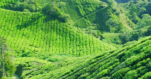 BOH Tea Plantation With Morning Light In The Cameron Highlands, Malaysia