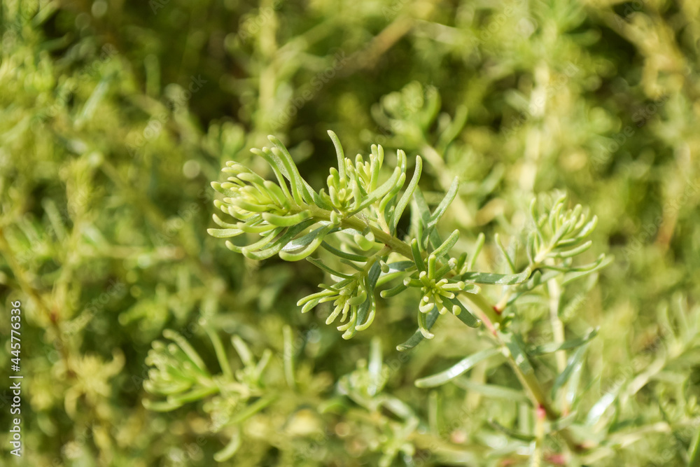 Wild Green Plant Close Up, Nature Flora Grass Outdoor Background Wallpaper Wild Green Plant Close Up, Nature Flora Grass Outdoor Background Wallpaper