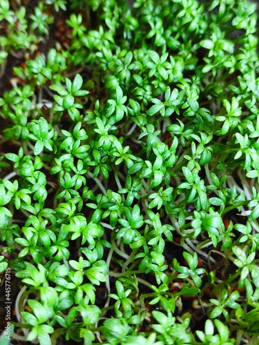 watercress microgreen healthy food vitamins