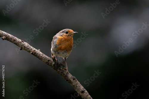  European Robin (Erithacus rubecula) in the forest of Overijssel in the Netherlands. Green background. 