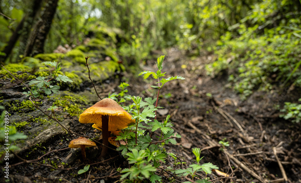 Mushrooms in wet forest landscape Mushrooms in wet forest landscape