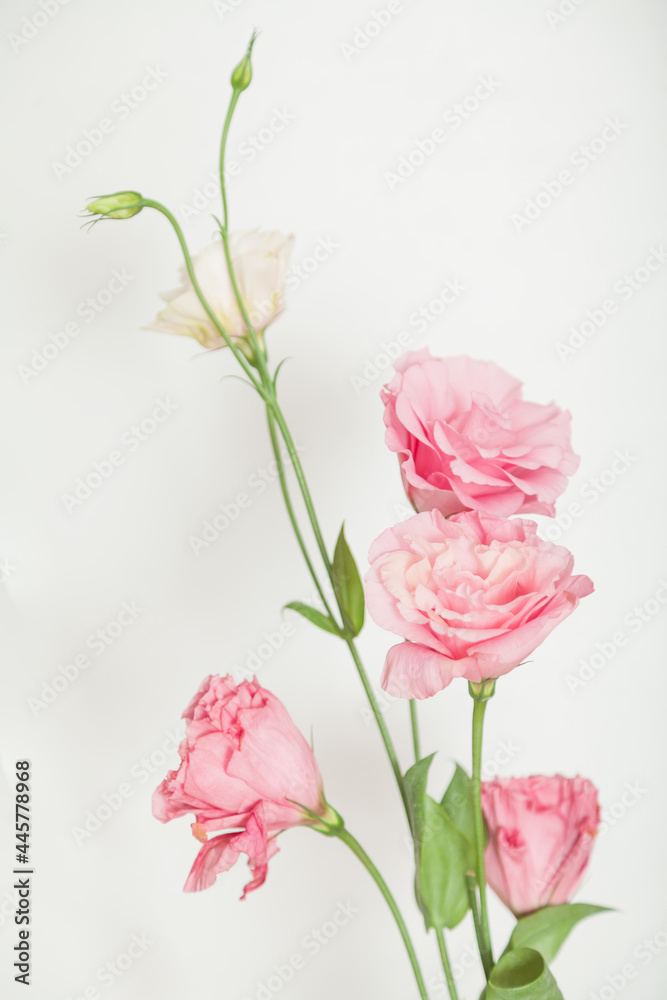 Bouquet of eustoma flowers of pink shades on  white background