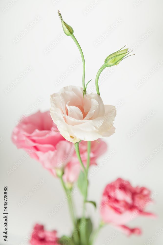 Delicate eustoma flowers of pink-cream shades on white background Delicate eustoma flowers of pink-cream shades on white background