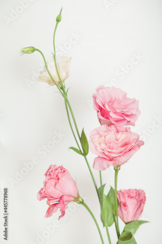 Bouquet of eustoma flowers of pink shades on white background