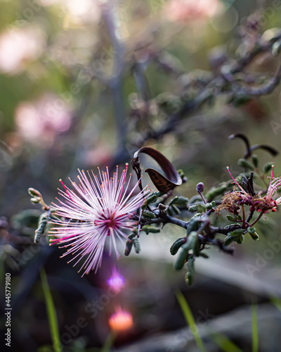 Closeup of blooming Calliandra eriophylla commonly known as fairy duster photo