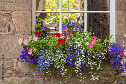 Fototapeta Naklejka Na Ścianę i Meble -  Colorful Window Box of Summer Blooming Flowers Outside a Cafe in Inverness, Scotland