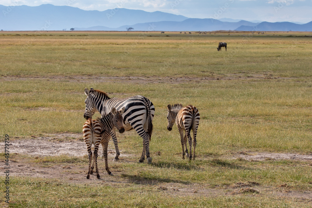 Fototapeta premium Mare and Two Foals Plains Zebra, Amboseli National Park, Safari, Kenya, Africa
