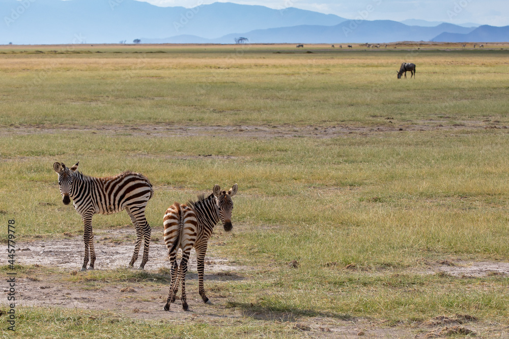 Naklejka premium Twin Baby Zebras, Amboseli National Park, Kenya, Africa