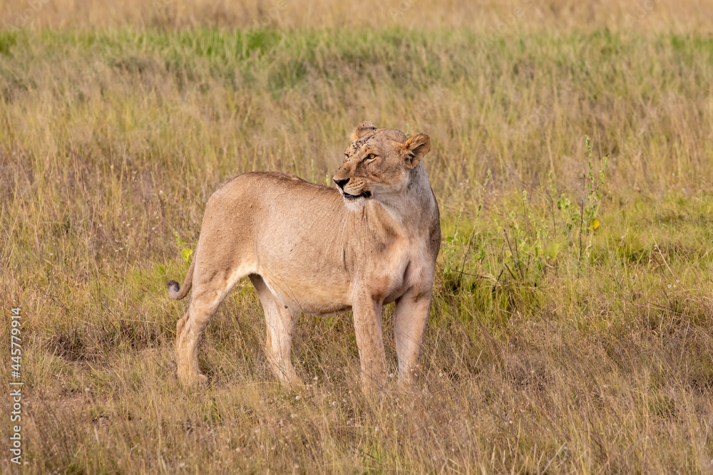 Lactating Female Lioness On The Hunt, Amboseli National Park, Kenya, Africa Lactating Female Lioness On The Hunt, Amboseli National Park, Kenya, Africa