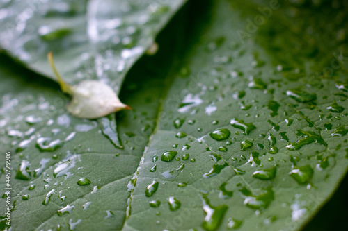 Macro leaf with water spots