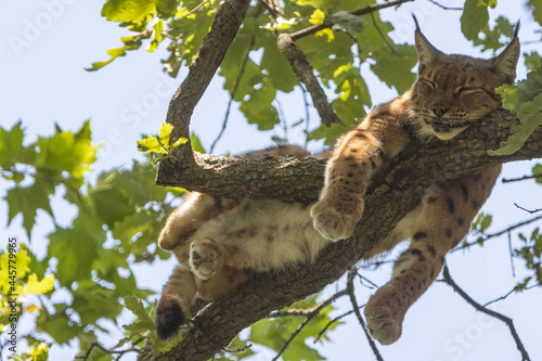 Lince su un albero