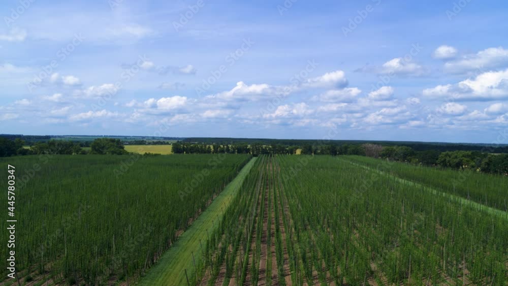Hops field from above aerial view of hops plantation traditional beer production Hops field from above aerial view of hops plantation traditional beer production