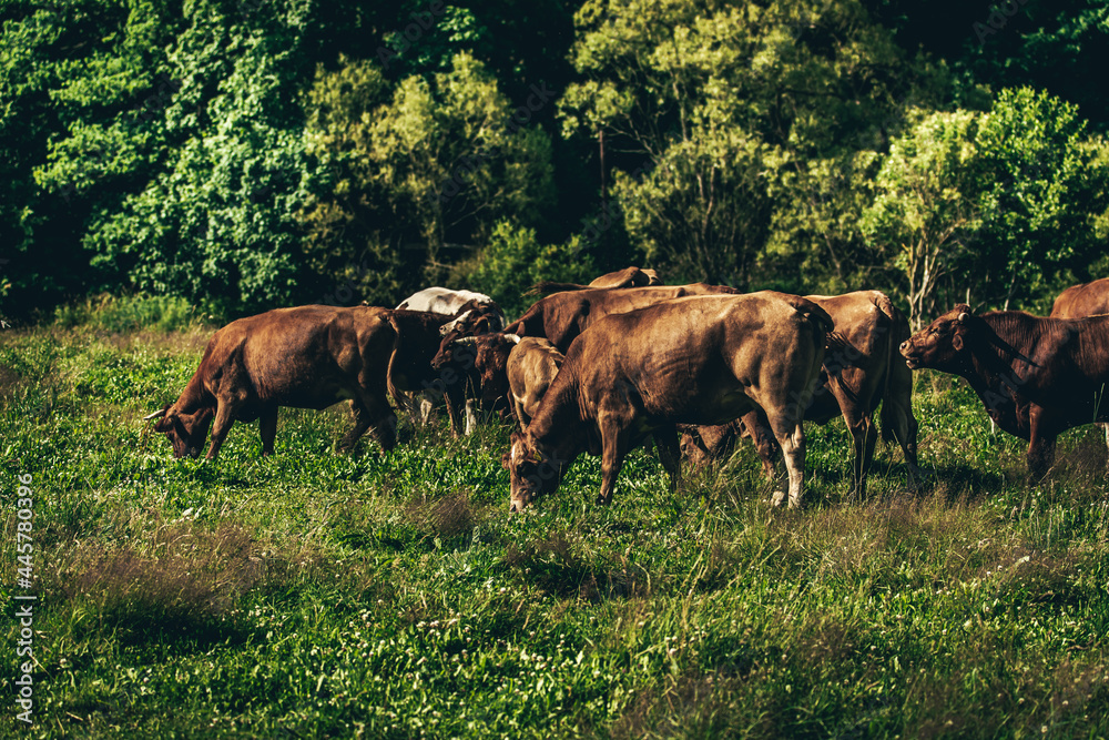 Cows in the pasture. Cows in the pasture.