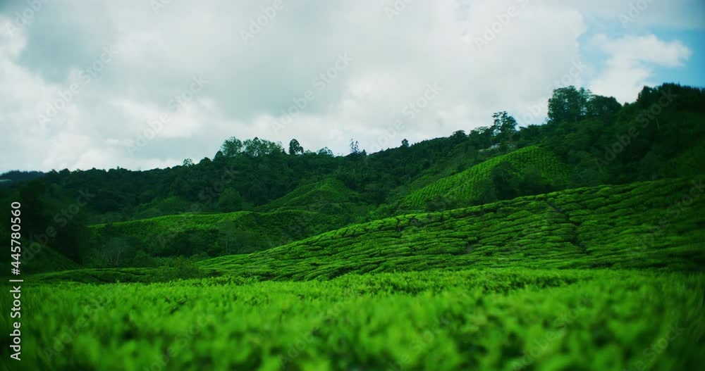 Time Lapse of BOH Tea Plantation In The Cameron Highlands, Malaysia Time Lapse of BOH Tea Plantation In The Cameron Highlands, Malaysia