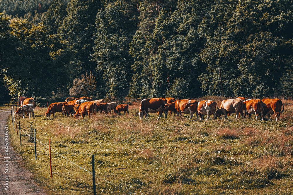 Obraz premium Cows in the pasture.