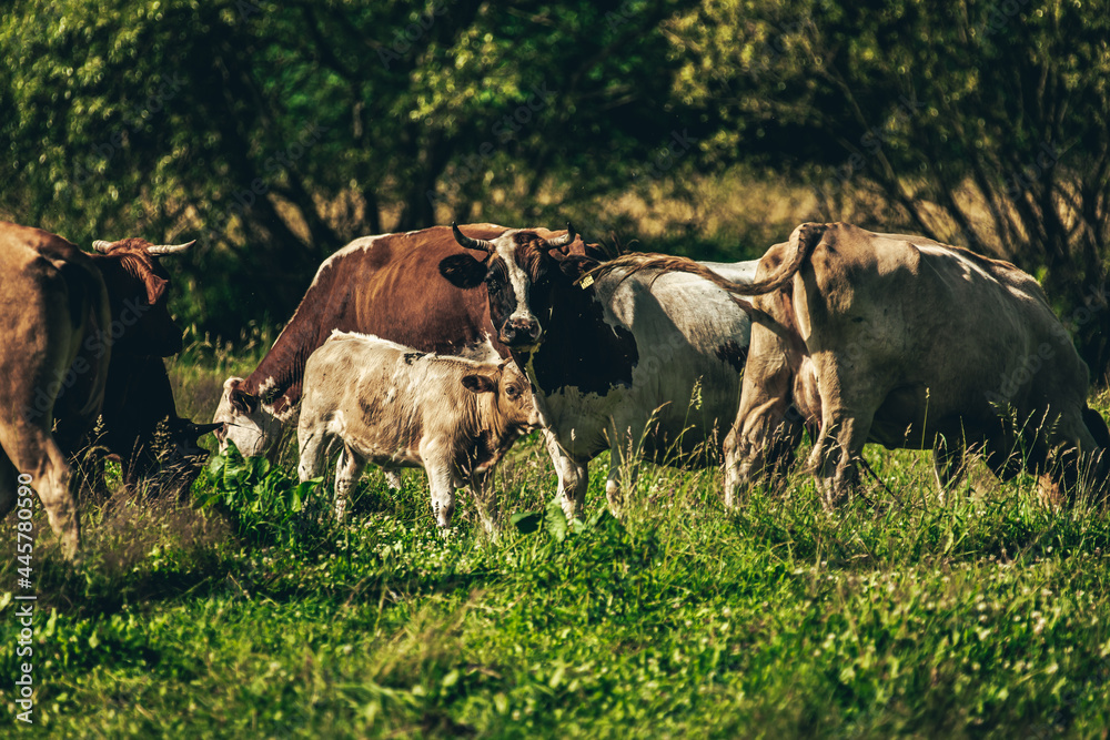 Cows in the pasture.