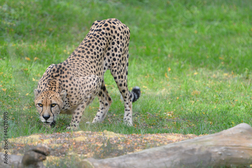 Wall Mural cheetah in the wild
