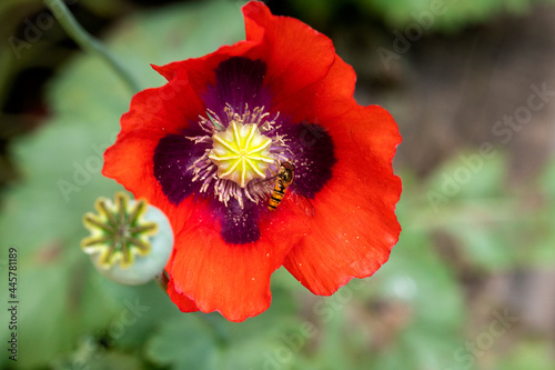 Red poppy close up image