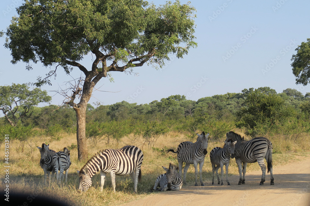 Obraz premium zebras