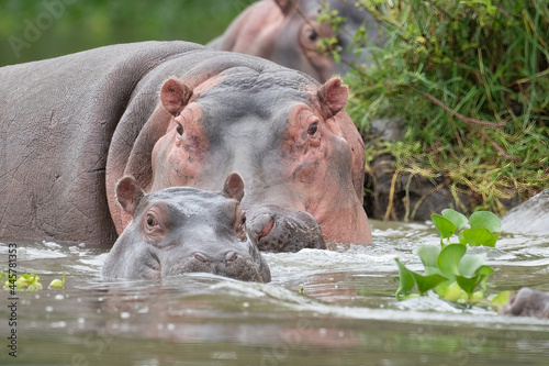 Hippo Family (Lake Naivasha Kenya)